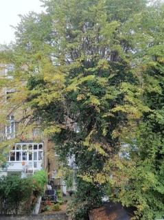 Spacious Garden Flat in Queens Park - 2