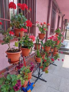 Apartament Flori - 1