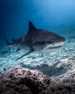 SCUBA HAVEN Fuvahmulah Guesthouse - 2