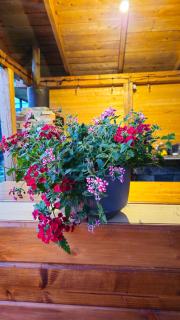 B&B Cottage in Mestia - 5