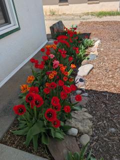 AG House, Recreaters,Work Remote, Surgery, Healing ADA, Pets, Parking - 8