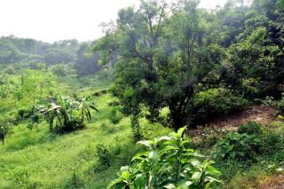 Tea Heaven Eco Cottage - 8