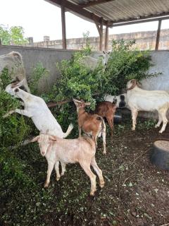 Paje Farm House - 2