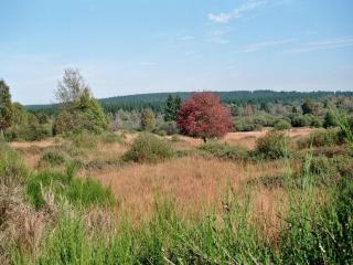 Sommerblick - 4