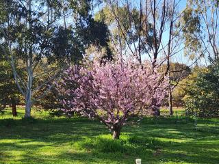 Whispering Gums BnB - 8