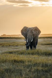 Oilepo Amboseli - 6