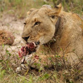 Issah tours and safari guide tz - Nkunjila - 7