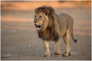 Issah tours and safari guide tz - 5