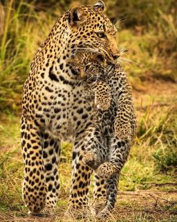Issah tours and safari guide tz - 4