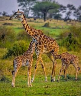 Issah tours and safari guide tz - Nkunjila - 3