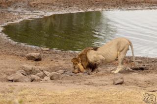 Issah tours and safari guide tz - Nkunjila - 2