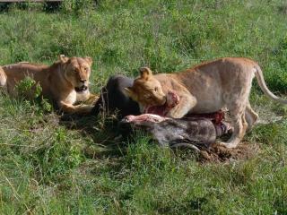 Issah tours and safari guide tz - Nkunjila - 1