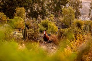 Las Casitas, A Belmond Hotel, Colca Canyon - 3