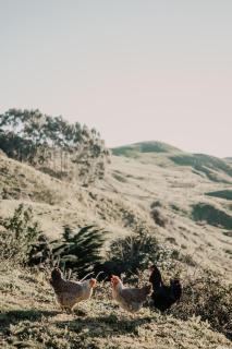 Hinterland Retreat - 3