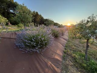 Villa Noyau & Pépin - 5