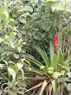 Golden Bird II - 2