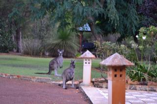 Roo-topia at Chez Nous - A Yallingup Sanctuary - 4