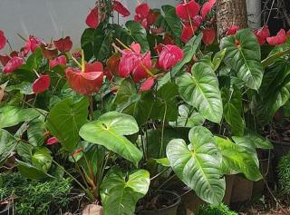 The Nature Resort - 3