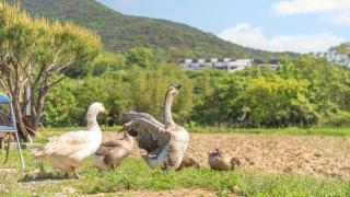 Gyeongju Jayeon Pension - 8