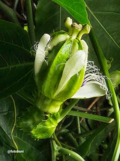 Swiss Bonihouse Koh Yao Yai - 1