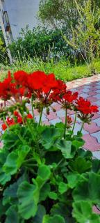 Cozy House with Garden and FreeParking - 6