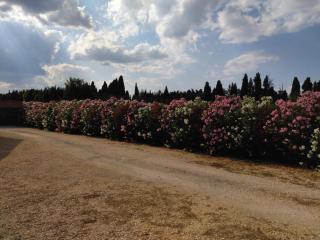 Villa provençale en campagne - 7