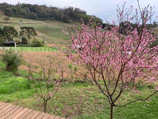 Cabana no vale dos vinhedos - 1