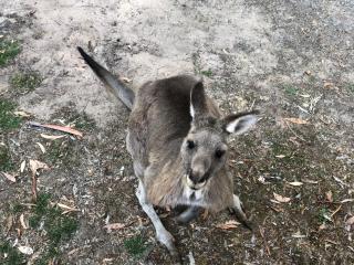 Kookaburra Retreat - 9