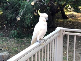 Kookaburra Retreat - 8