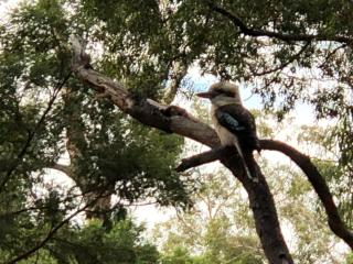 Kookaburra Retreat - 2