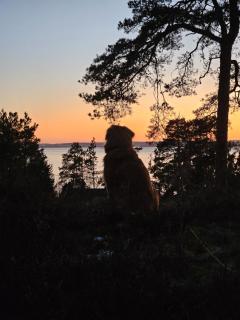 Idyllic cottage on Jeløy - The pearl of the Oslofjord - 3