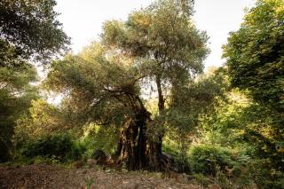costa di sognu - 3