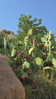 Cactus Bloom زهرة الصبار - 1