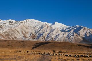 Mt Cardrona Station Resort - 5