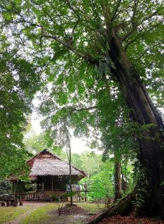 Allpayacu Adventures Lodge - All Inclusive - 7