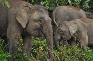 Borneo Nature Lodge - Sukau - 6