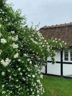 Nostalgic Charm In Lolland Timber House - 4