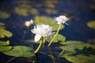 AAOK Lakes Resort and Caravan Park - 1