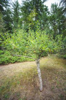 Fern House Rustic Modern Hiking Base Sequim - 3