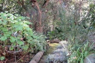 Pecan Tree Forest Studio A - 1