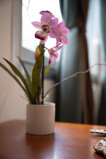 Le Tartarughe di Ro' Casavacanze - 1