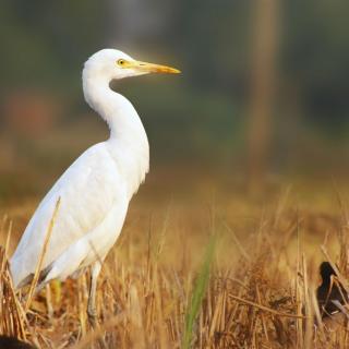 Free Breeze Guest & Villa - 5