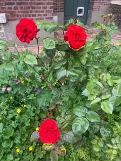 Villa Rosamonde, Fécamp Beachfront - 6