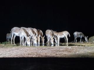 Tobiana Desert Lodging Negev - 4