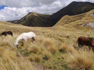 Cabalgatas Culturales en los Andes, Experiencia Auténtica con Caballos en Cusco, Perú - 2