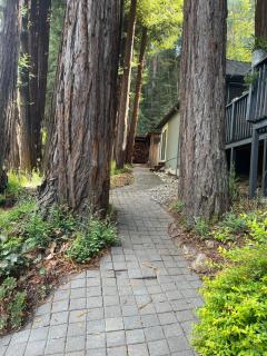 Redwood View Suite 326SQFT Private Entrance and Bath - 1