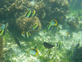 Self catering Beach House on award winning marine conservancy - 8
