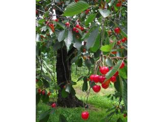 Holiday apartment Auf dem Sohlberg - 6