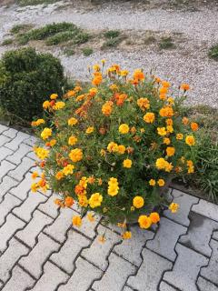Apartman HAX - 2