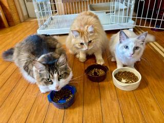 お子様連れ&動物好き大歓迎！産みたての卵を収穫体験できる宿 - Nanjō - 5